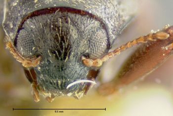 Media type: image;   Entomology 24459 Aspect: head frontal view